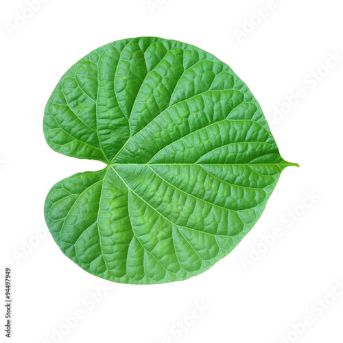 Green leaves on a white background.