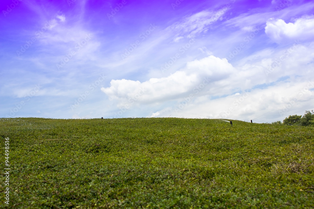 Fototapeta premium Green field under blue skies. Natural beauty background 