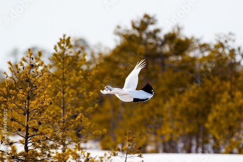 Белая куропатка