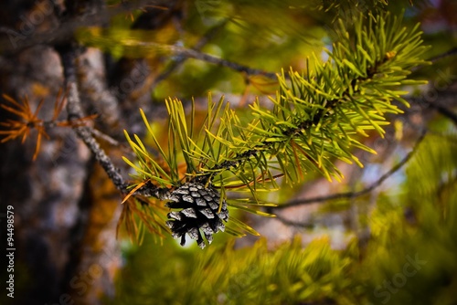 сосновая шишка