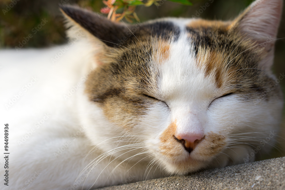 居眠りをするのらねこ