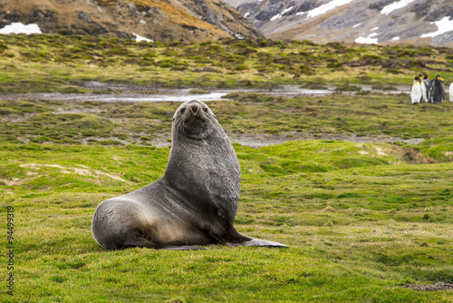 Photos Fur Seal