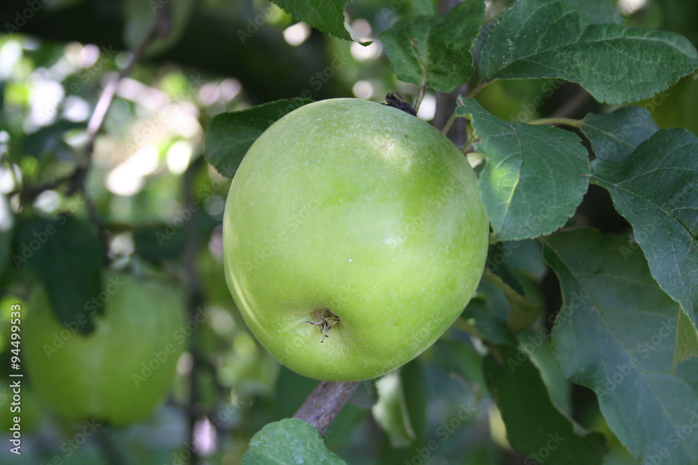 mela verde Granny Smith sull'albero mela verde Granny Smith sull'albero