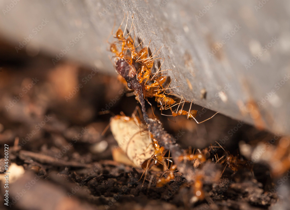 Ant teamwork to move their food Ant teamwork to move their food