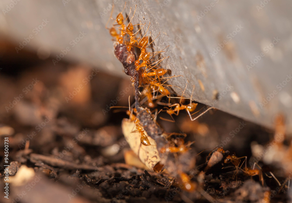 Ant teamwork to move their food Ant teamwork to move their food