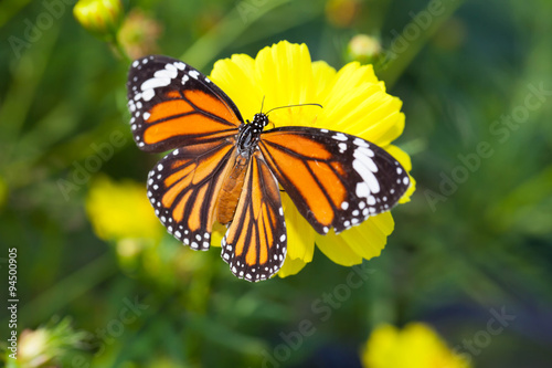 Common tiger butterfly with cosmos flower and insect pollinator in the nature © lirtlon