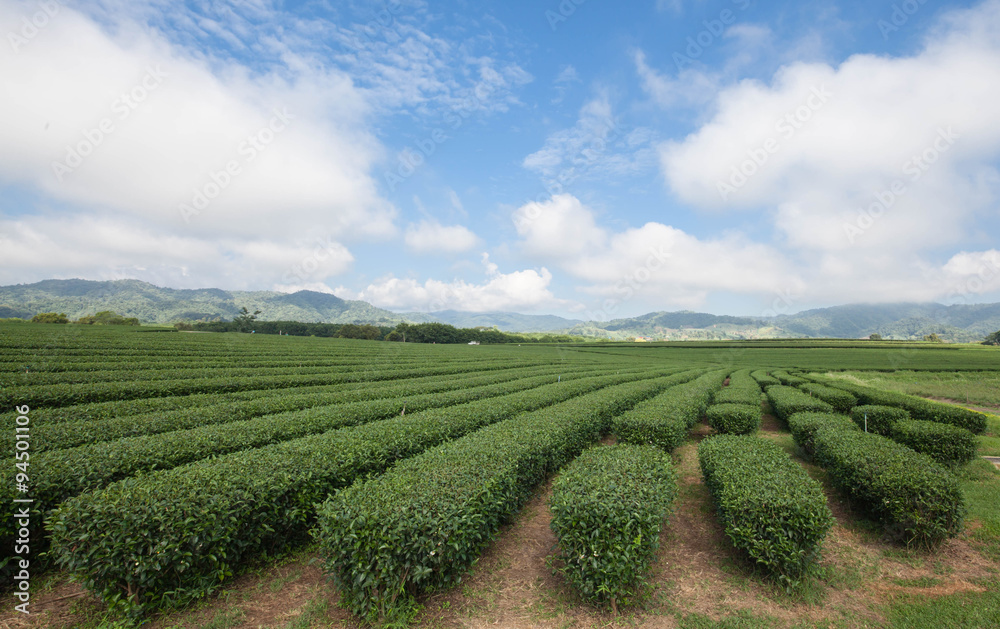 Tea farm in the north of Thailand