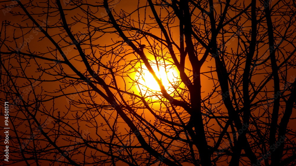 Tree and red sunrise .4K (4096x2304) Time lapse without birds, RAW output Tree and red sunrise .4K (4096x2304) Time lapse without birds, RAW output