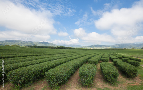 Tea farm in the north of Thailand