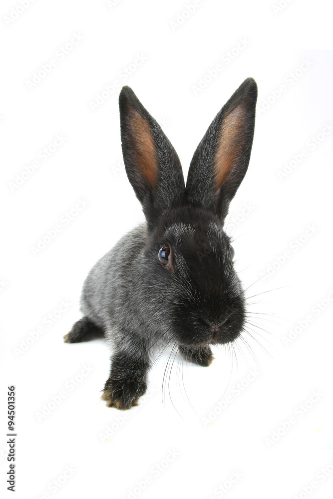 Obraz premium grey rabbit