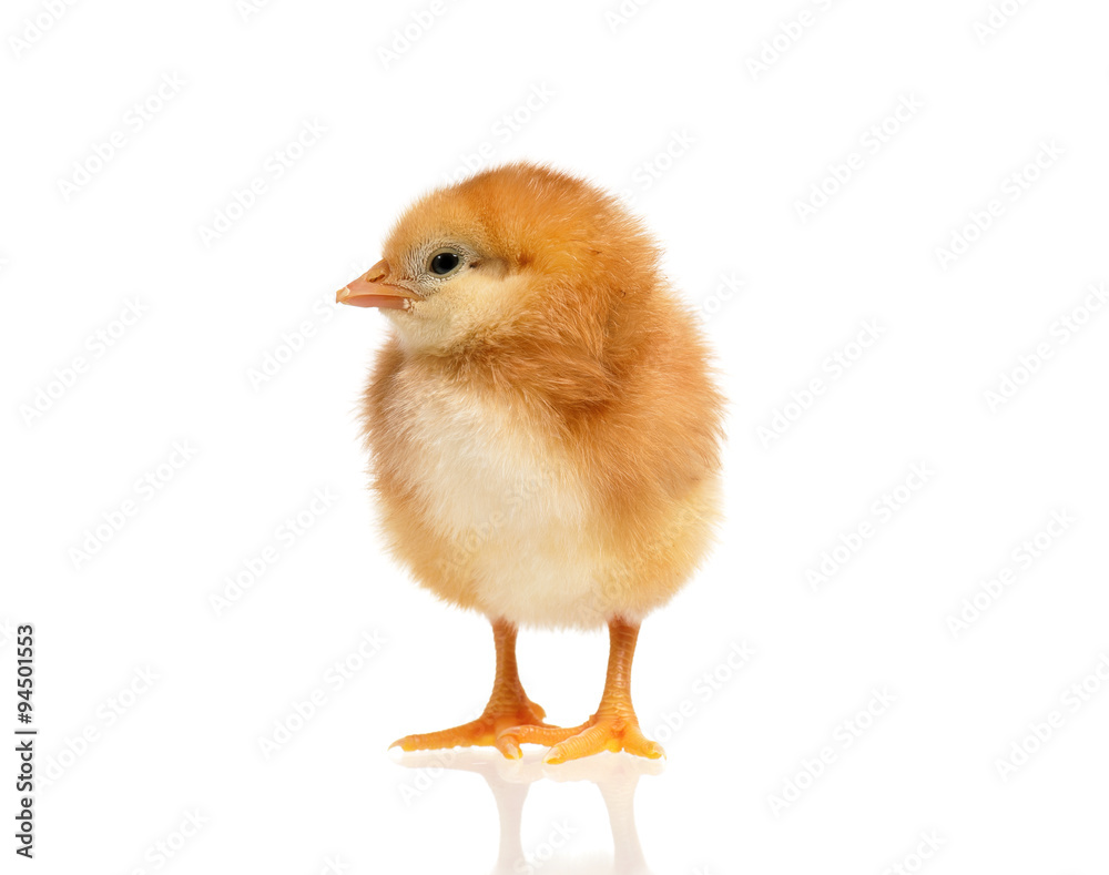 Obraz premium Cute little chicken