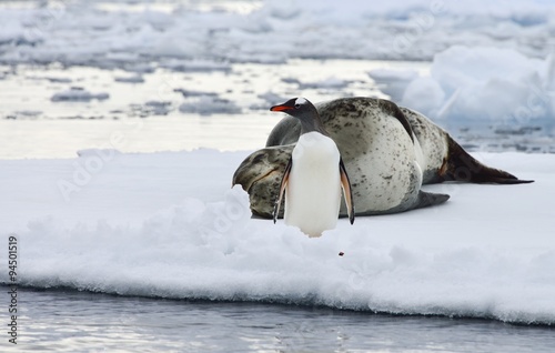 Leopard Seal! photo