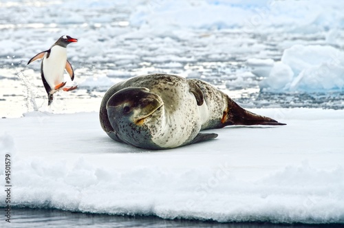 Leopard Seal! photo