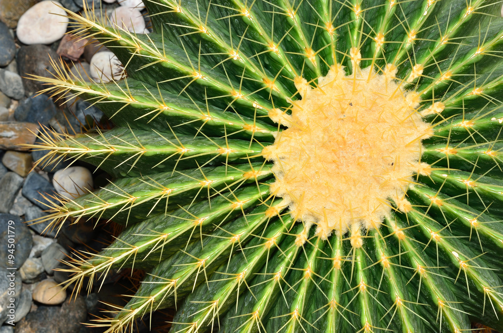 Cactus in the botanical garden. Cactus in the botanical garden.