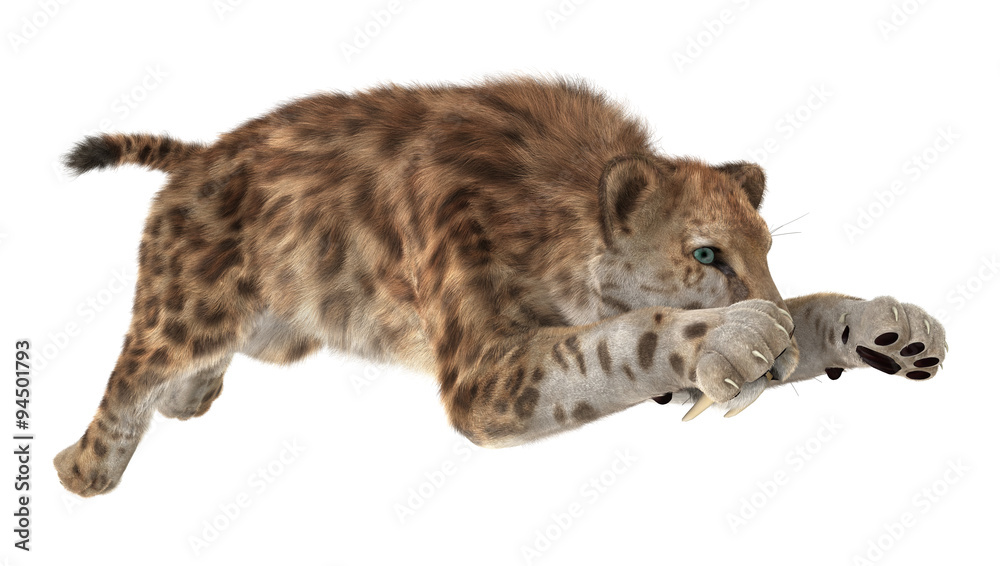 Obraz premium Big Cat Sabertooth