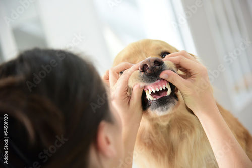 Veterinarian checking dog's teeth