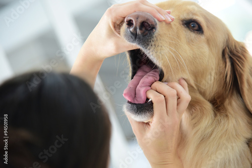 Veterinarian checking dog's teeth photo