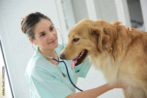 Veterinarian examining dog's heartbeat photo