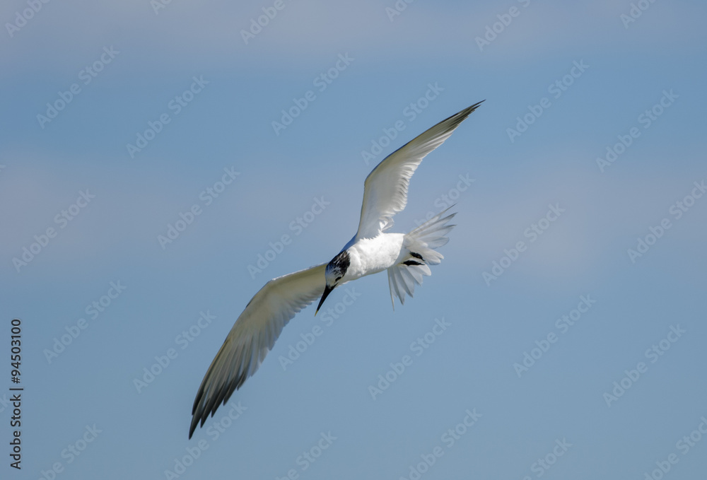 Sandwich Tern (Passerculus sandwichensis ) in flight, Florida