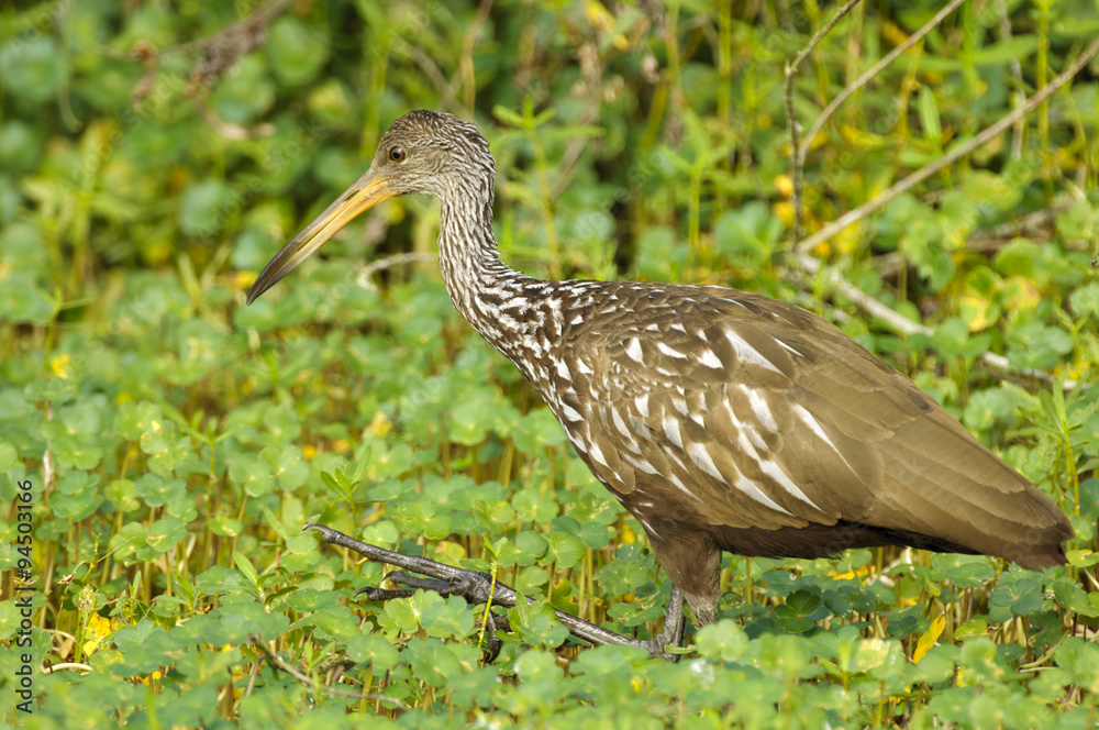Obraz premium Limpkin (Aramus guarauna), - Arthur R Marshall, National Wildlife Reserve, Loxahatchee, Florida, USA. 