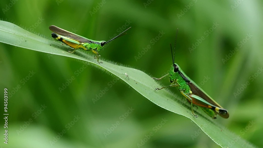 two grasshoppers are resting on the eaten green leaf two grasshoppers are resting on the eaten green leaf