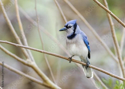 Blue Jay (Cyanocitta cristata) perched in tree, Florida © PL-Pix