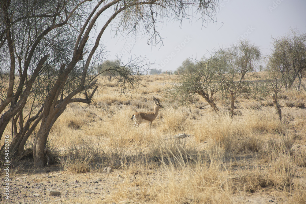 Chinkara (The Indian Gazelle) in the Desert National Park, Rajasthan, India Chinkara (The Indian Gazelle) in the Desert National Park, Rajasthan, India