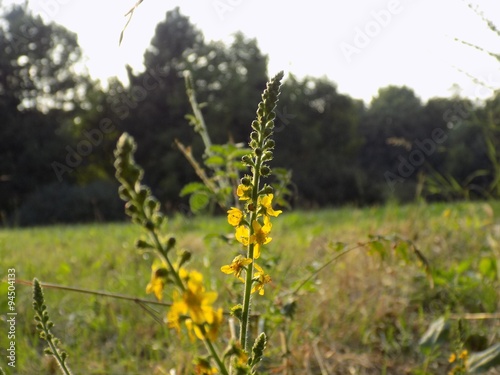 Agrimony on meadow