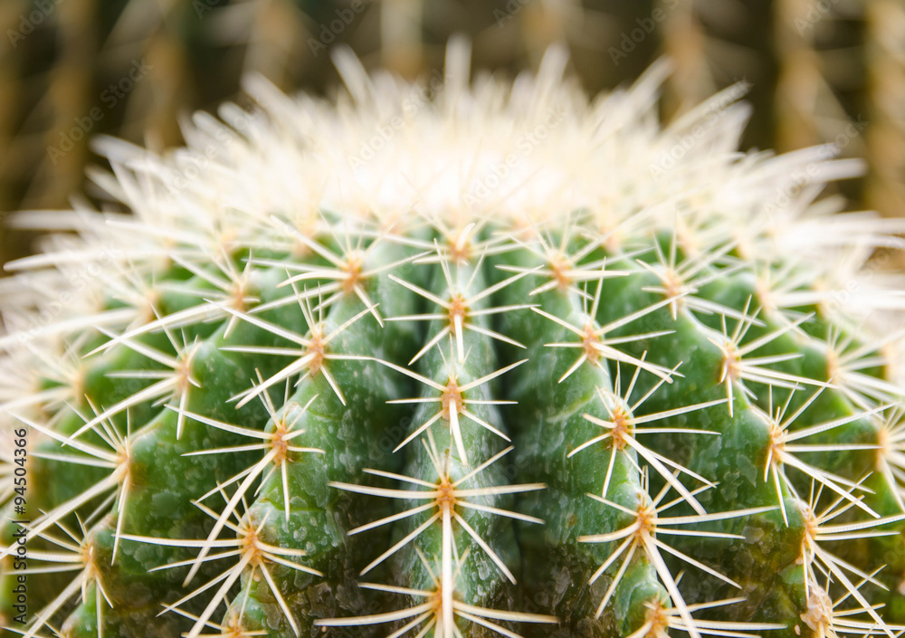 Close up of globe shaped cactus with long thorns Close up of globe shaped cactus with long thorns