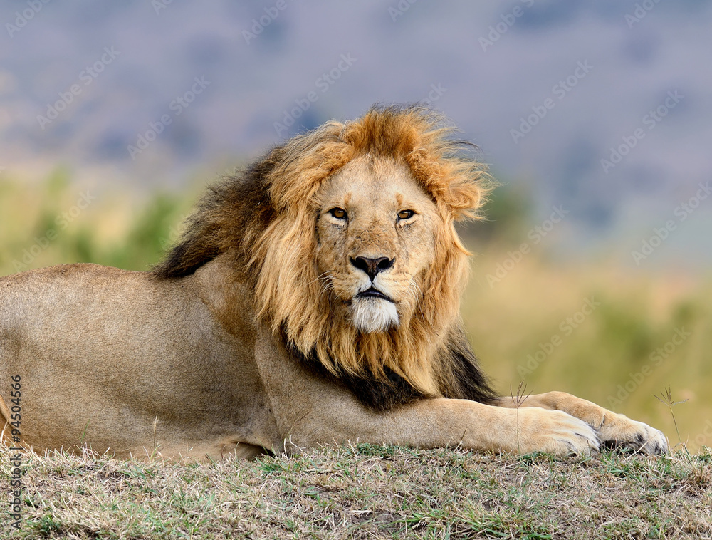 Lion