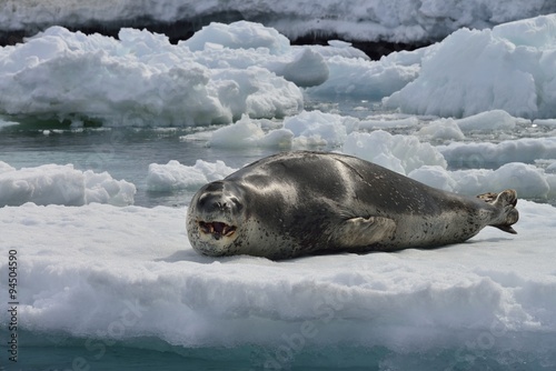 Leopard Seal!
