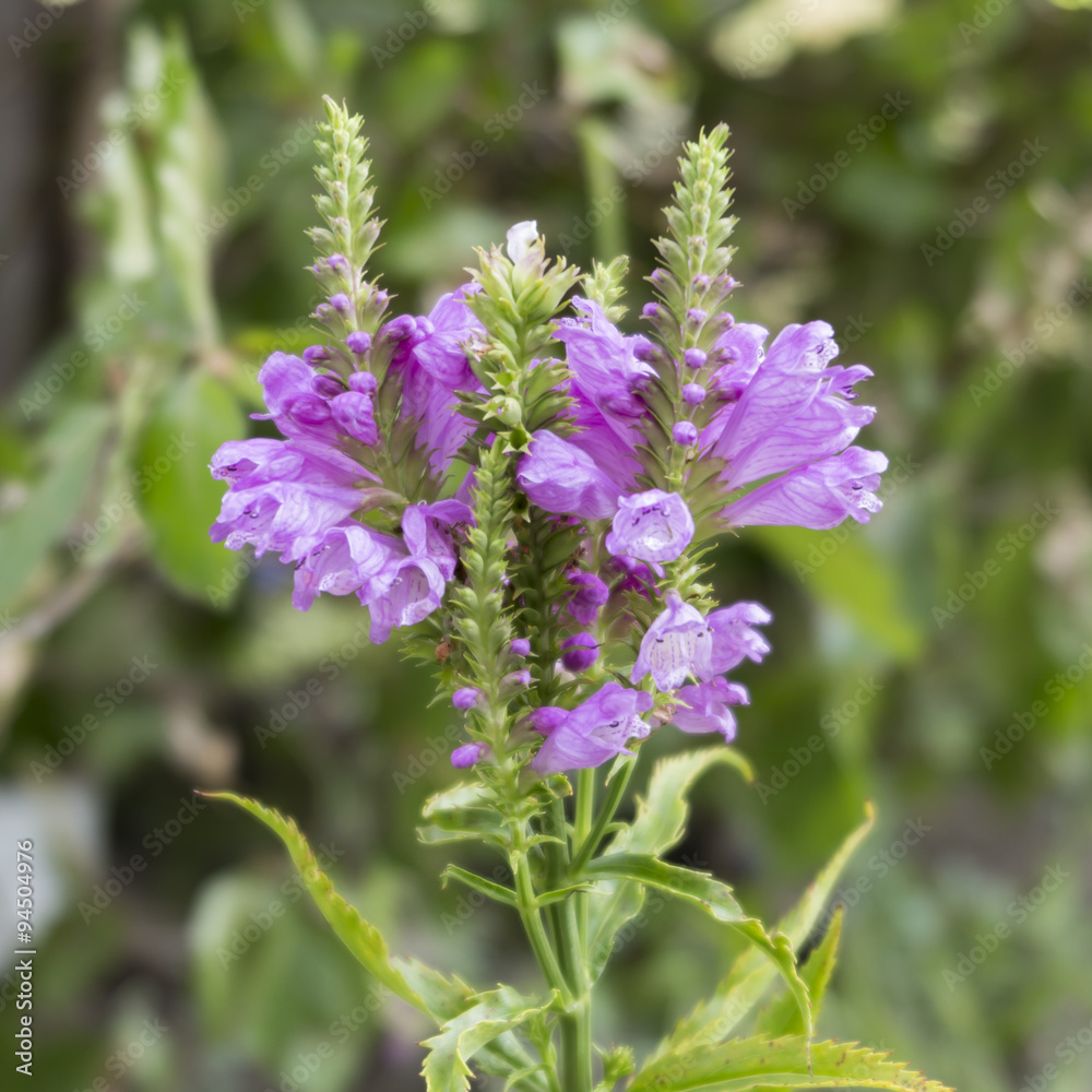 Fototapeta premium wildflower in the meadow