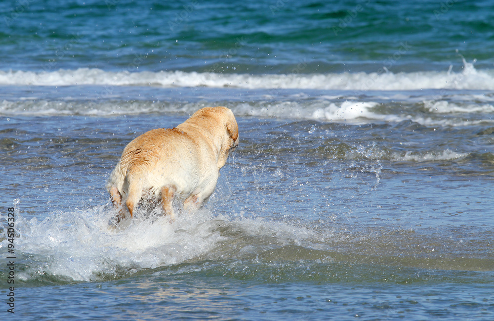 a young nice yellow labrador swimming in the sea a young nice yellow labrador swimming in the sea