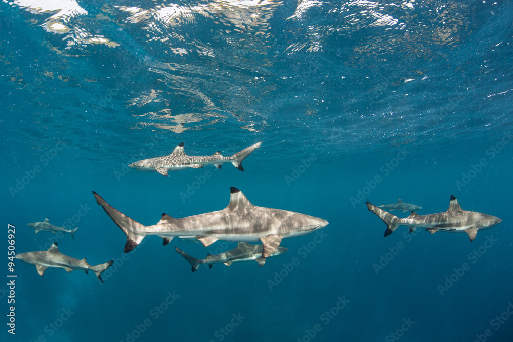 Obraz premium Blacktip Reef Sharks
