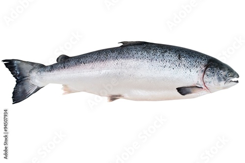 Fresh Alaskan King Salmon isolated on the white photo