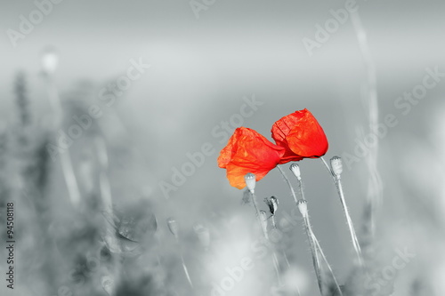 abstract view of wild poppies #94508118