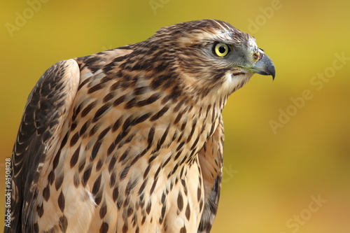 accipiter nisus over out of focus background