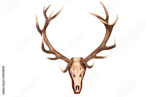awesome red deer hunting trophy