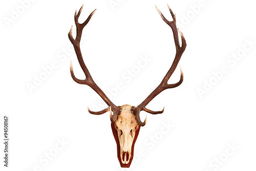 beautiful red deer stag trophy