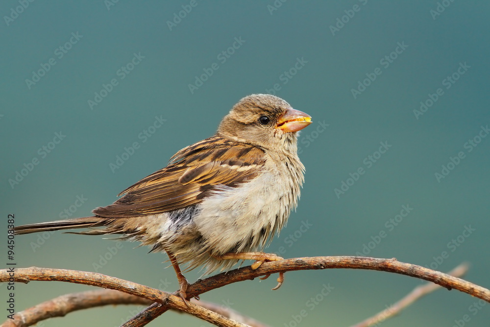 female house sparrow eating seeds female house sparrow eating seeds