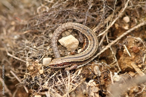 lacerta vivipara in natural habitat