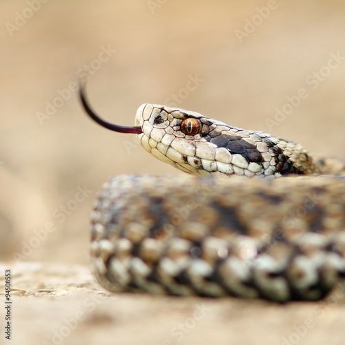 macro image of a meadow viper