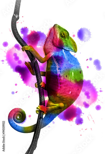  chameleon - colors