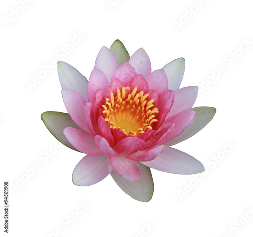 Pink lotus or water lily isolated on white background.