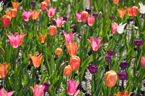Colorful tulips blooming under bright sun
