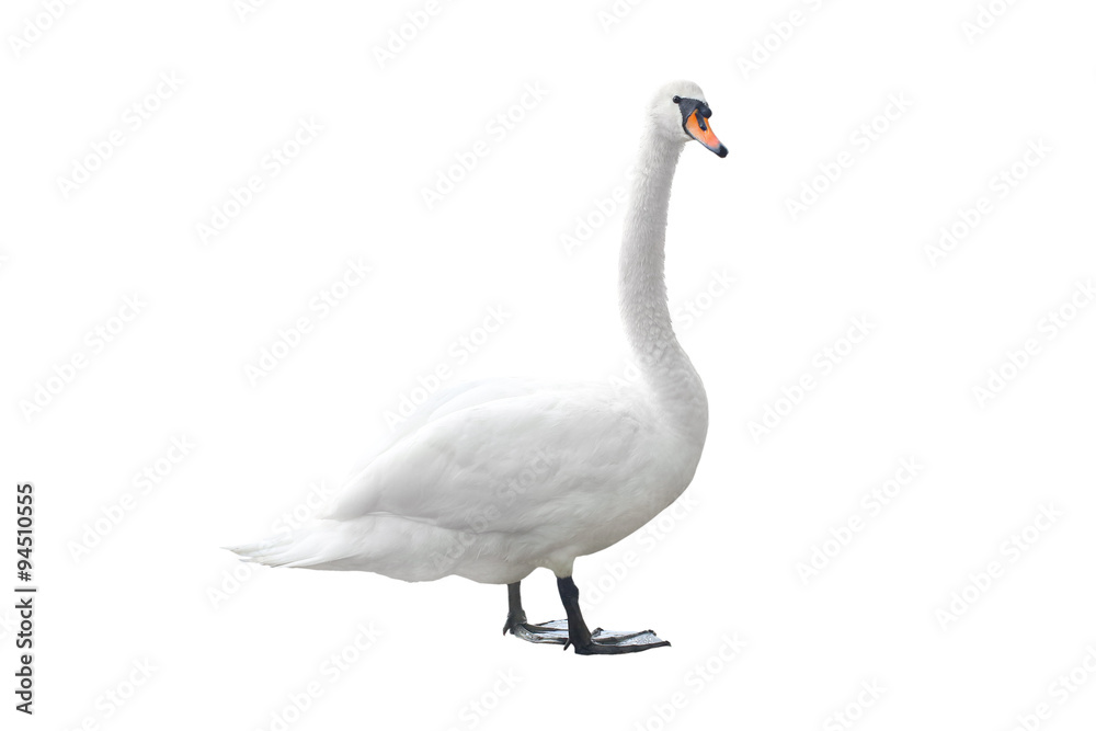 Fototapeta premium Swan