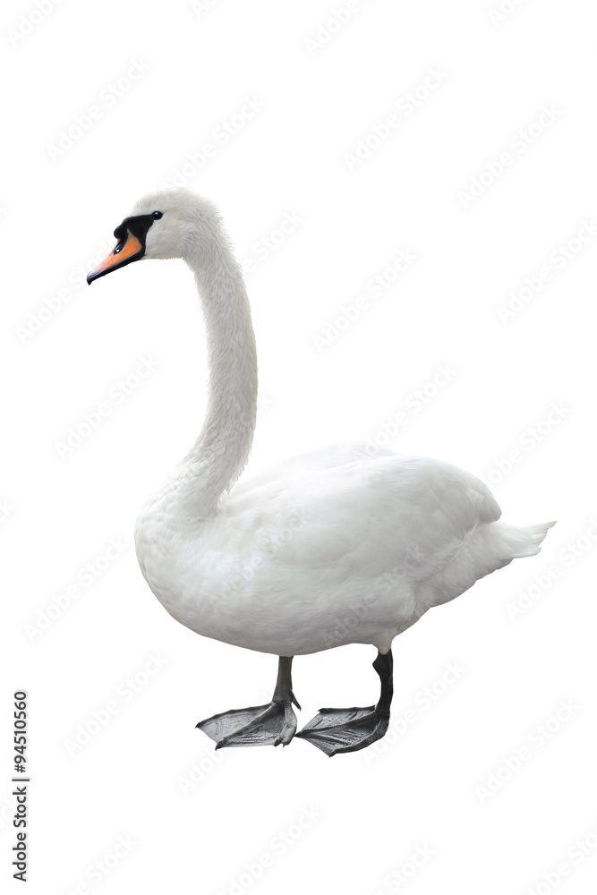 Fototapeta premium Swan