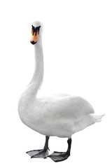 Acrylglasbilder Schwan Majestätischer Schwan im Seitenprofil  © fotomaster
