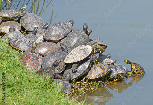 famiglia di tartarughe acquatiche