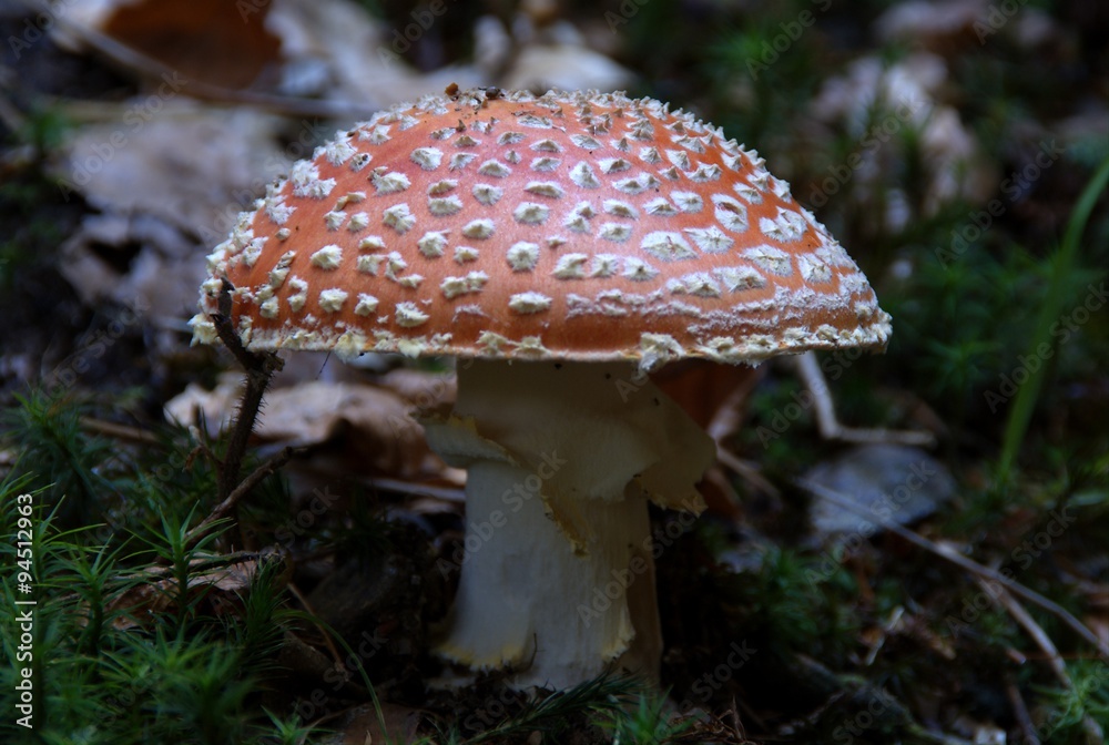 Fototapeta premium Champignons